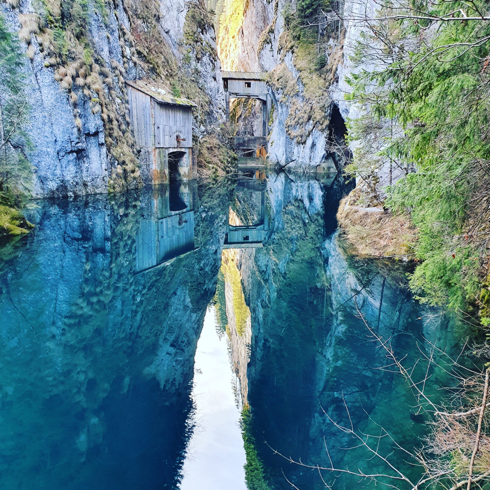 Vale adâncă și pădure de conifere în Bucegi
